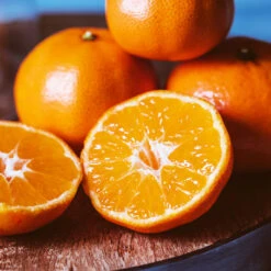 EasyPeel Clementine Tree -Fruit Tree Shop Easy Peel Clementine 4 FGT