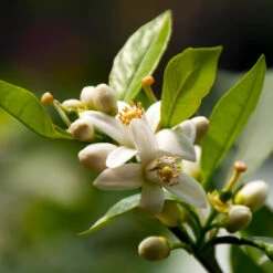 EasyPeel Clementine Tree -Fruit Tree Shop Easy Peel Clementine 5