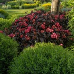 Eclipse® Bigleaf Hydrangea -Fruit Tree Shop Eclipse Mophead 3