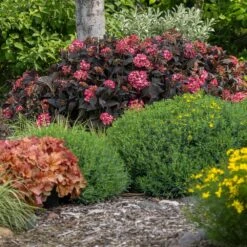 Eclipse® Bigleaf Hydrangea -Fruit Tree Shop Eclipse Mophead 4