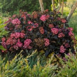 Eclipse® Bigleaf Hydrangea -Fruit Tree Shop Eclipse Mophead 5