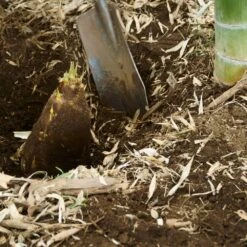 Edible Bamboo Plant -Fruit Tree Shop Edible Bamboo 5 FGT