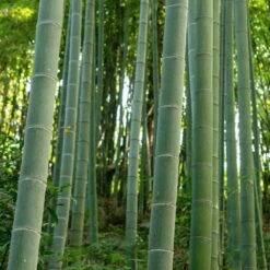 Edible Bamboo Plant -Fruit Tree Shop Edible Bamboo 6