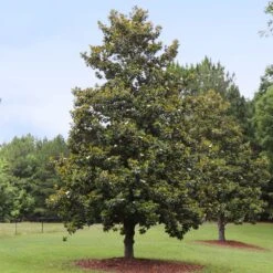 Edith Bogue Magnolia -Fruit Tree Shop Edith Bogue magnolia 1