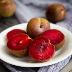 Elephant Heart Plum Tree -Fruit Tree Shop Elephant Heart Plum 1