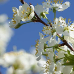 Elephant Heart Plum Tree -Fruit Tree Shop Elephant Heart Plum 2