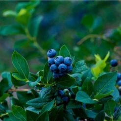 Elliot Blueberry Bush -Fruit Tree Shop Elliot Blueberry 450 D1
