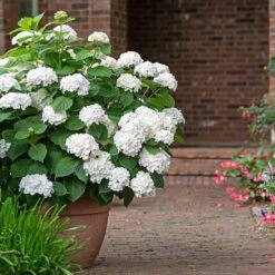 Endless Summer® Blushing Bride Bigleaf Hydrangea Shrub -Fruit Tree Shop Endless Summer Blushing Bride 3 FGT