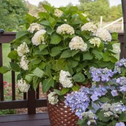 Endless Summer® Blushing Bride Bigleaf Hydrangea Shrub -Fruit Tree Shop Endless Summer Blushing Bride 5