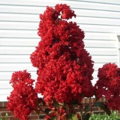 Enduring Summer Crape Myrtle -Fruit Tree Shop Enduring Summer Crape Myrtle 2