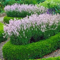 English Boxwood Shrub -Fruit Tree Shop English Boxwood 4