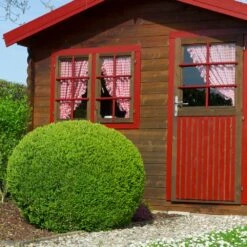 English Boxwood Shrub -Fruit Tree Shop English Boxwood 6 FGT