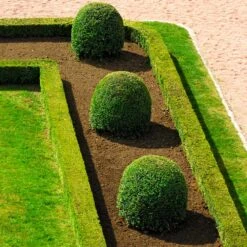 English Boxwood Shrub -Fruit Tree Shop English Boxwood 7