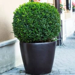 English Boxwood Shrub -Fruit Tree Shop English Boxwood 9 FGT