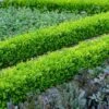 English Boxwood Shrub