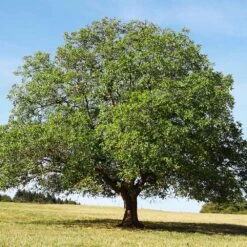 English Walnut Tree -Fruit Tree Shop English Carpathian Walnut 4 FGT