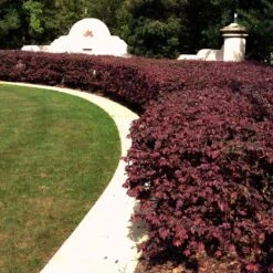 'Ever Red' Loropetalum -Fruit Tree Shop Ever Red Lorepetalum 3