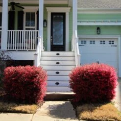 'Ever Red' Loropetalum -Fruit Tree Shop Ever Red Lorepetalum 4