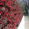 'Ever Red' Loropetalum