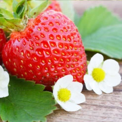 Everbearing Strawberry - USDA Organic -Fruit Tree Shop Everbearing Strawberry 3 FGT d3338e88 8339 4e56 9059 0189b64ead59