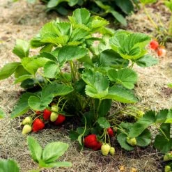 Everbearing Strawberry - USDA Organic -Fruit Tree Shop Everbearing Strawberry 5 FGT 833b267c 2a90 438e af54 2fa42d3231c7