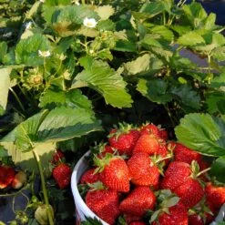 Everbearing Strawberry - USDA Organic -Fruit Tree Shop Everbearing Strawberry 6 BB e2cd8810 5468 47c9 8adf a7c6a52e097a
