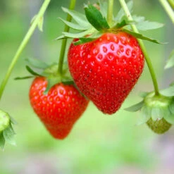 Everbearing Strawberry - USDA Organic -Fruit Tree Shop Everbearing Strawberry 7 FGT