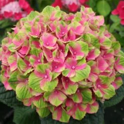 Everlasting® Amethyst Hydrangea Shrub -Fruit Tree Shop Everlasting Amethyst Hydrangea 2