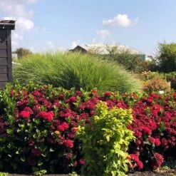 Everlasting® Crimson Ruby Hydrangea Shrub -Fruit Tree Shop Everlasting Crimson Ruby 1