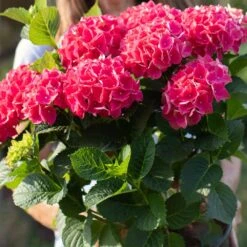 Everlasting® Crimson Ruby Hydrangea Shrub -Fruit Tree Shop Everlasting Crimson Ruby 4