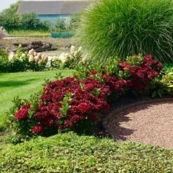 Everlasting® Crimson Ruby Hydrangea Shrub
