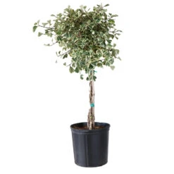 Variegated Ficus Triangularis Tree -Fruit Tree Shop FIC TRT 34 3 BRD