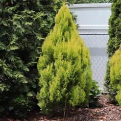 Forever Goldy™ Arborvitae Tree -Fruit Tree Shop FOrever GOldie 2