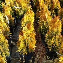 Forever Goldy™ Arborvitae Tree -Fruit Tree Shop FOrever GOldy 3