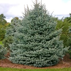Fat Albert Colorado Blue Spruce 7 Fat Albert Colorado Blue Spruce -Fruit Tree Shop Fat albert Blue Spruce 1