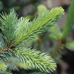 Fat Albert Colorado Blue Spruce 8 Fat Albert Colorado Blue Spruce -Fruit Tree Shop Fat albert Blue Spruce 2