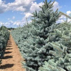 Fat Albert Colorado Blue Spruce 9 Fat Albert Colorado Blue Spruce -Fruit Tree Shop Fat albert Blue Spruce 5