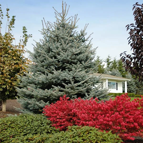 Fat Albert Colorado Blue Spruce 1 Fat Albert Colorado Blue Spruce