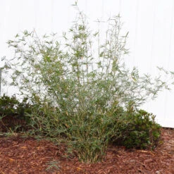 Fernleaf Bamboo 6 Fernleaf Bamboo -Fruit Tree Shop FernleafMultiplexBamboo 1