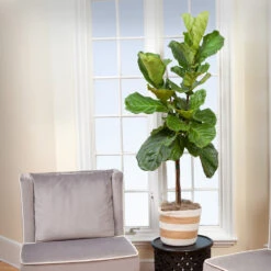 Monstera Deliciosa And Fiddle Leaf Fig Combo -Fruit Tree Shop Fiddle Leaf Fig 2 FGT