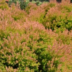 Fire Chief™ Thuja Shrub -Fruit Tree Shop Fire Chief Arborvitae 4