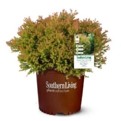 Fire Chief™ Thuja Shrub -Fruit Tree Shop Fire Chief Arborvitae 5