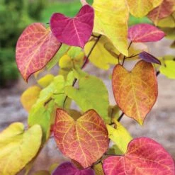 Flame Thrower® Redbud Tree -Fruit Tree Shop Flame Thrower Redbud 3