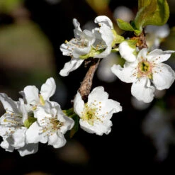 Flavor Queen Pluot® 8 Flavor Queen Pluot® -Fruit Tree Shop Flavor Queen Pluot 3