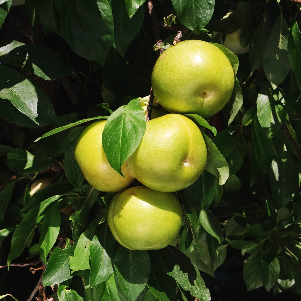 Flavor Queen Pluot® 5 Flavor Queen Pluot® - Image 5