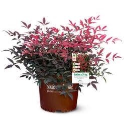 Flirt™ Nandina Shrub 10 Flirt™ Nandina Shrub -Fruit Tree Shop Flirt Nandina 5