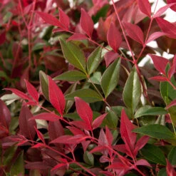 Flirt™ Nandina Shrub 8 Flirt™ Nandina Shrub -Fruit Tree Shop Flirt Nandina FGT 6
