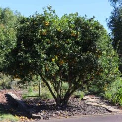 Hardy Orange Tree 'Flying Dragon' -Fruit Tree Shop Flying Dragon Trifoliate orange 11 FGT