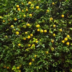 Hardy Orange Tree 'Flying Dragon' -Fruit Tree Shop Flying Dragon Trifoliate orange 2