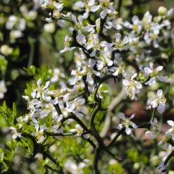 Hardy Orange Tree 'Flying Dragon' -Fruit Tree Shop Flying Dragon Trifoliate orange 3 FGT